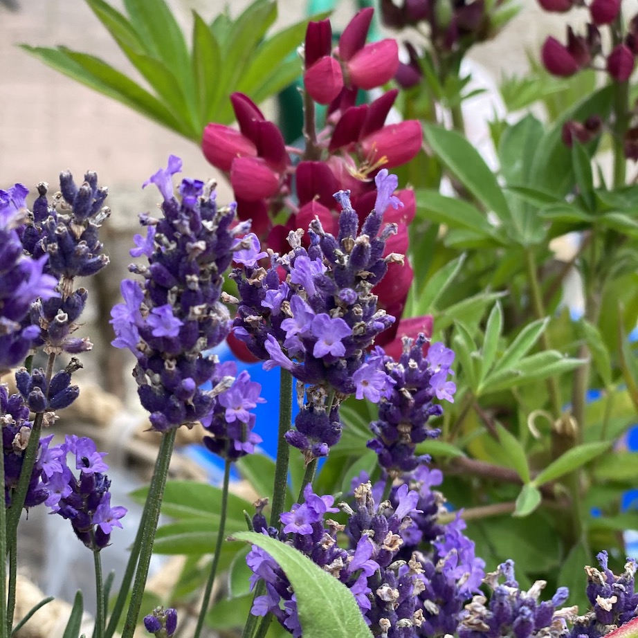 group of horse inside wooden cage during daytime