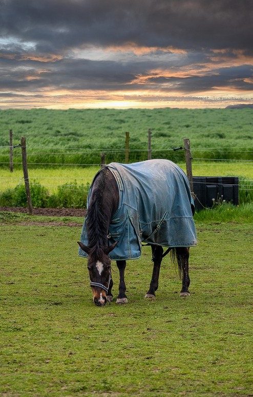 animal, mammal, horse